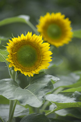 京都府立植物園　向日葵