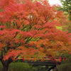万博記念公園　もみじ川
