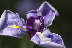 須磨離宮　花菖蒲