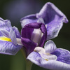 須磨離宮　花菖蒲