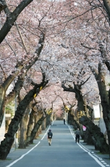 桜トンネル