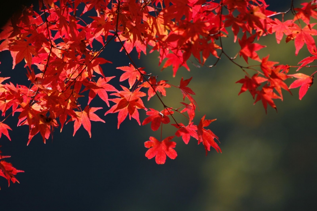 a pretty leaf