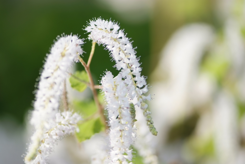 white and green