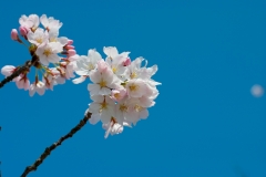 桜と空