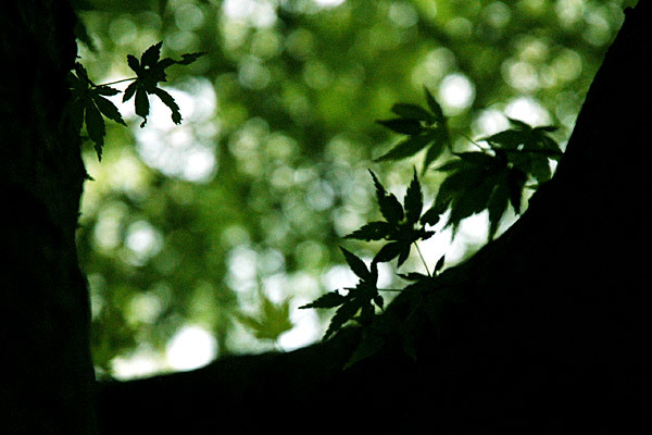 040705-082-600x400