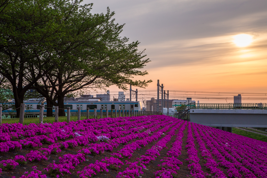 夕暮れの赤羽桜堤緑地の芝桜と電車