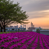 夕暮れの赤羽桜堤緑地の芝桜と電車
