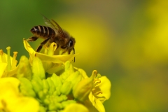 菜の花と蜂