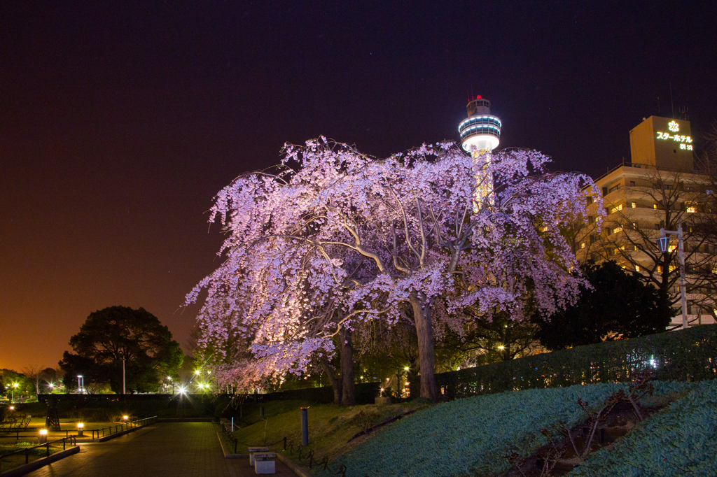 マリンタワーと山下公園しだれ桜