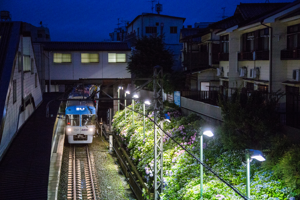 京王井の頭線東松原駅あじさいライトアップ