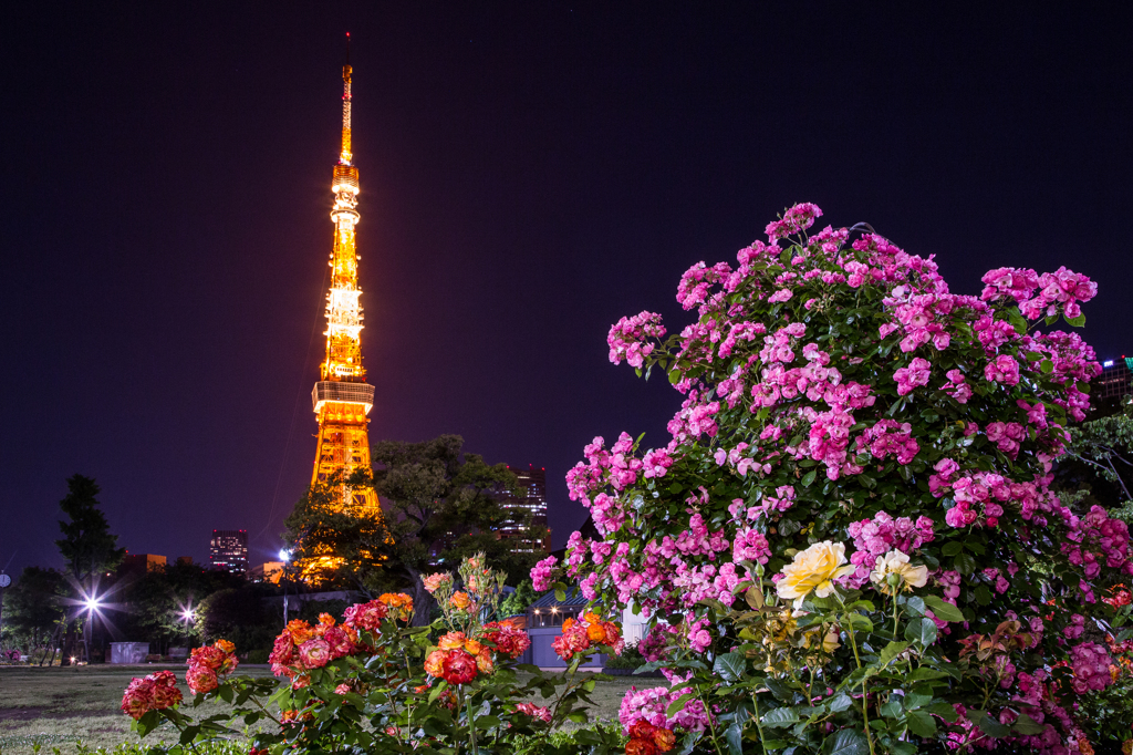 夜薔薇と東京タワー【1】