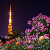 夜薔薇と東京タワー【1】
