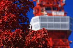 赤い紅葉と東京タワー