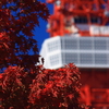 赤い紅葉と東京タワー