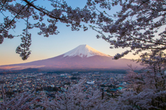 夕景富士、桜花に囲まれて