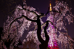 東京タワーさくら開花ピンクダイヤモンドヴェールと枝垂れ桜