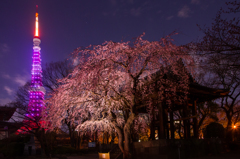 東京タワーさくら開花 ピンクダイヤモンドヴェール