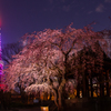 東京タワーさくら開花 ピンクダイヤモンドヴェール