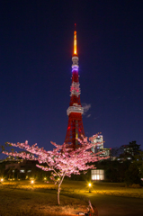 東京タワー哀悼の光ダイヤモンドヴェールと河津桜