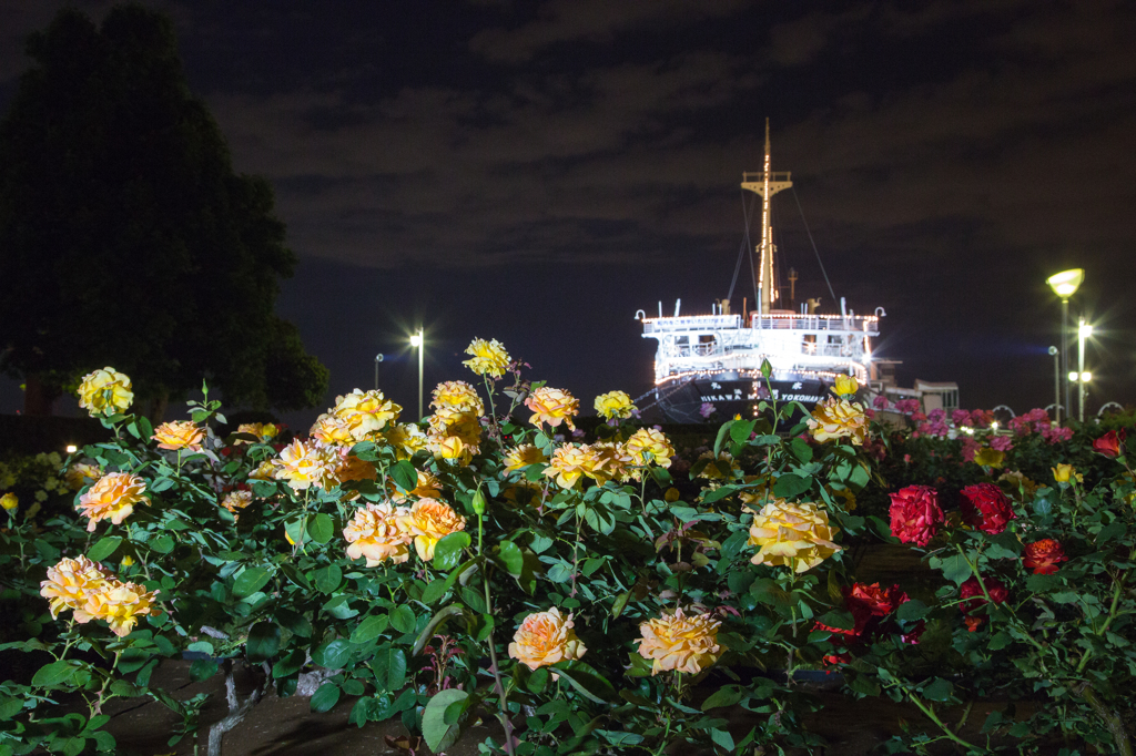 夜薔薇と氷川丸