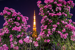 夜薔薇と東京タワー【2】