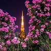 夜薔薇と東京タワー【2】