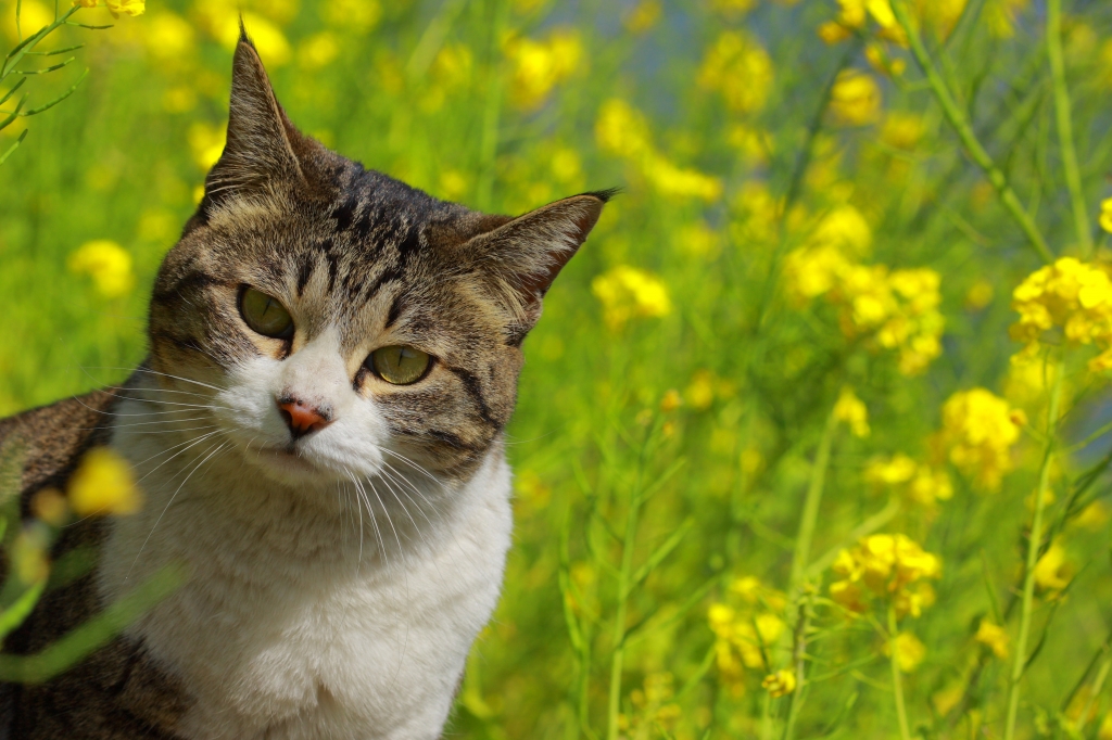 菜の花をバックに猫