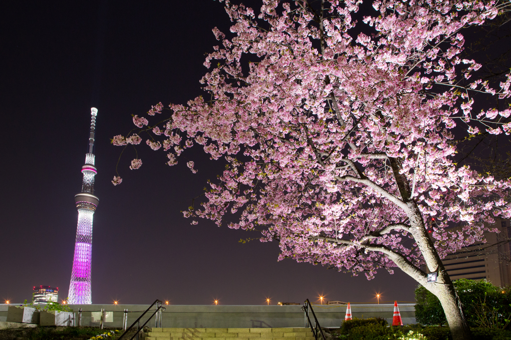 東京スカイツリー桜特別ライティング「舞」と大寒桜