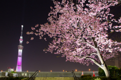 東京スカイツリー桜特別ライティング「舞」と大寒桜