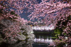 千鳥ヶ淵の桜【夜景】