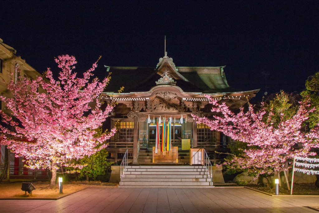 桜神宮・河津桜ライトアップ