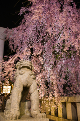 乃木神社狛犬としだれ桜