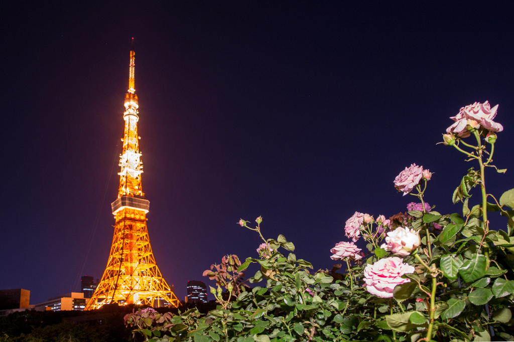 夜薔薇と東京タワー【3】