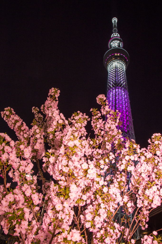 東京スカイツリー「舞」と御殿場桜