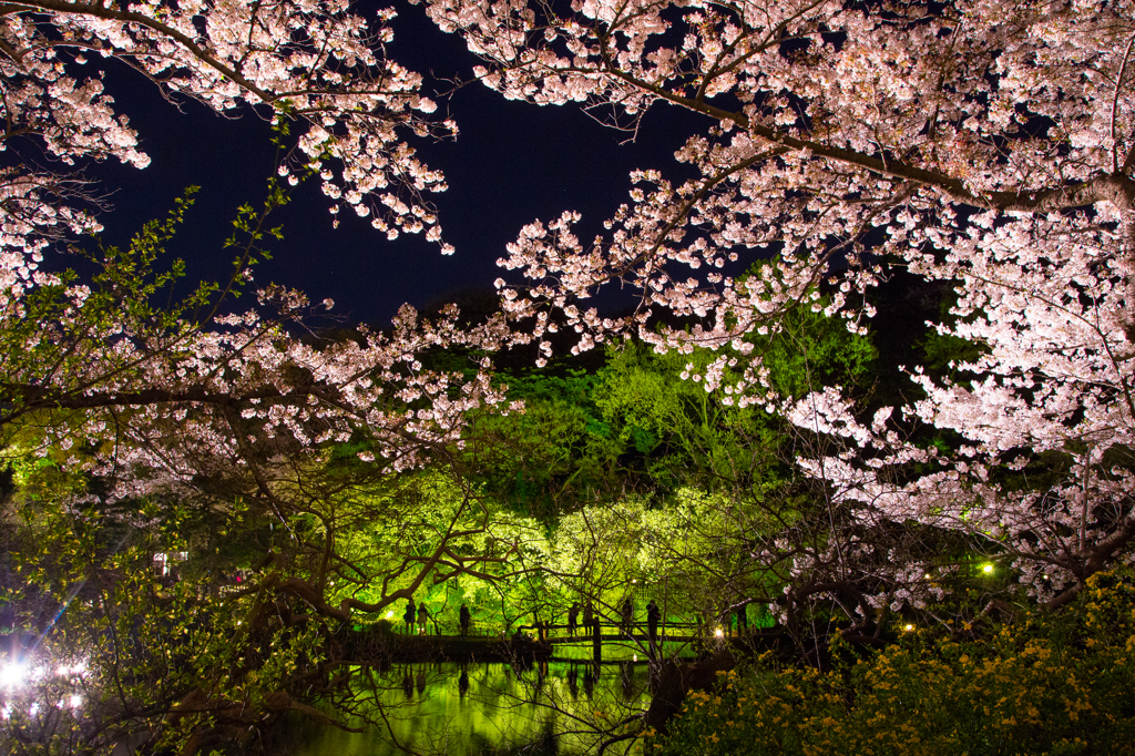 三溪園 観桜の夕べ 【４】