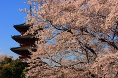 池上本門寺五重塔と満開の桜