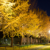 県立保土ヶ谷公園イチョウ坂ライトアップ /2