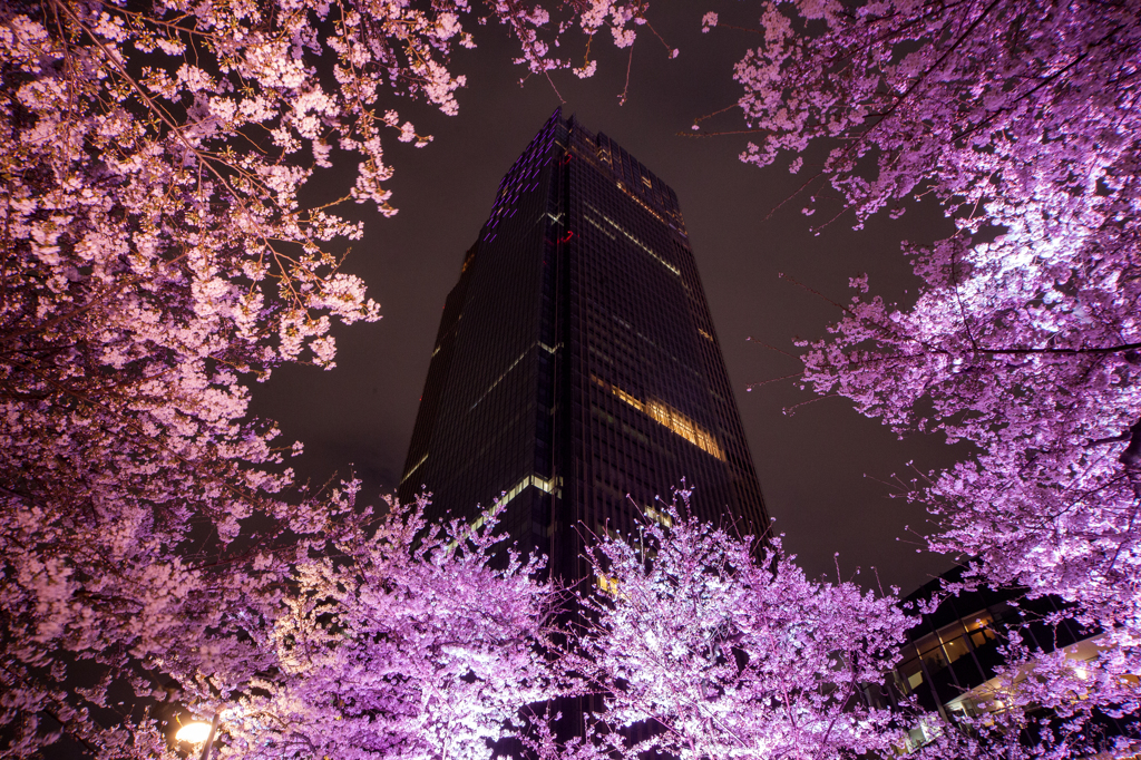 ライトアップされた東京ミッドタウンの桜