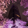ライトアップされた東京ミッドタウンの桜