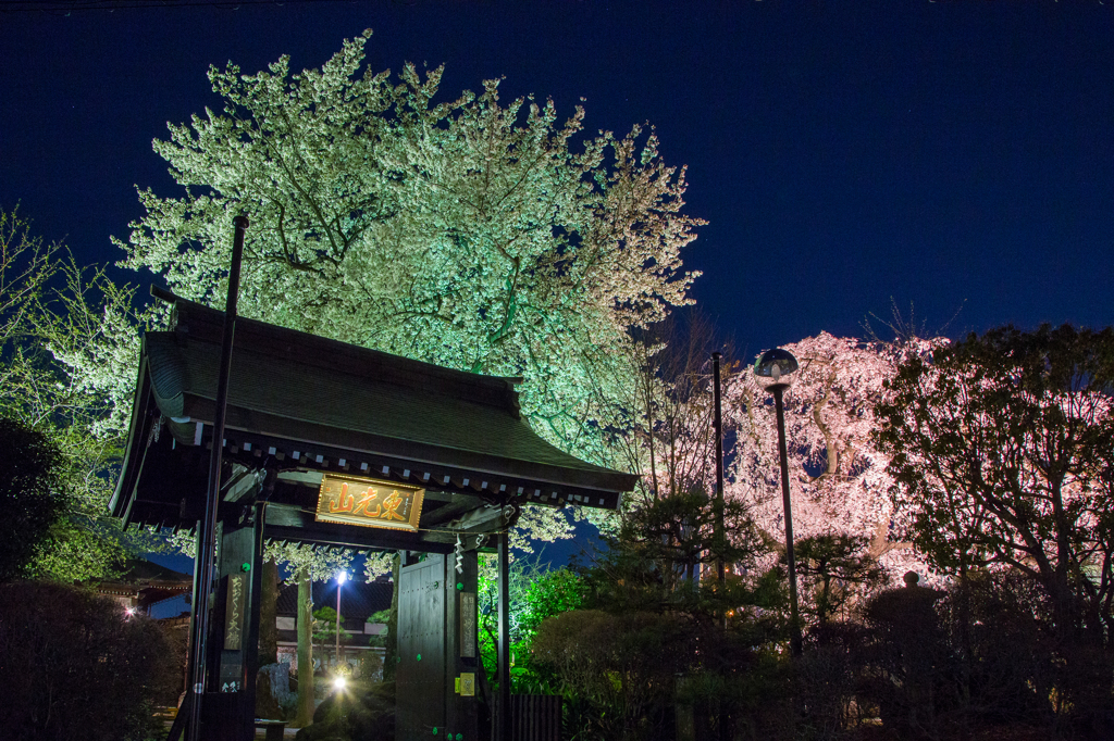 世田谷妙法寺・桜のライトアップ