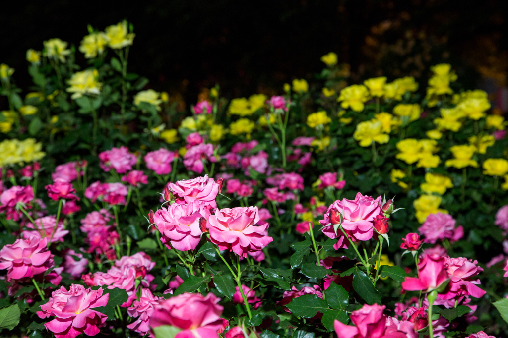 夜薔薇