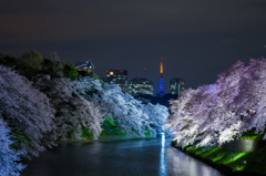 千鳥ヶ淵夜桜ライトアップ