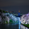 千鳥ヶ淵夜桜ライトアップ