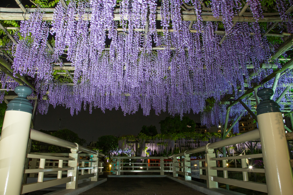 亀戸天神社 藤のライトアップ