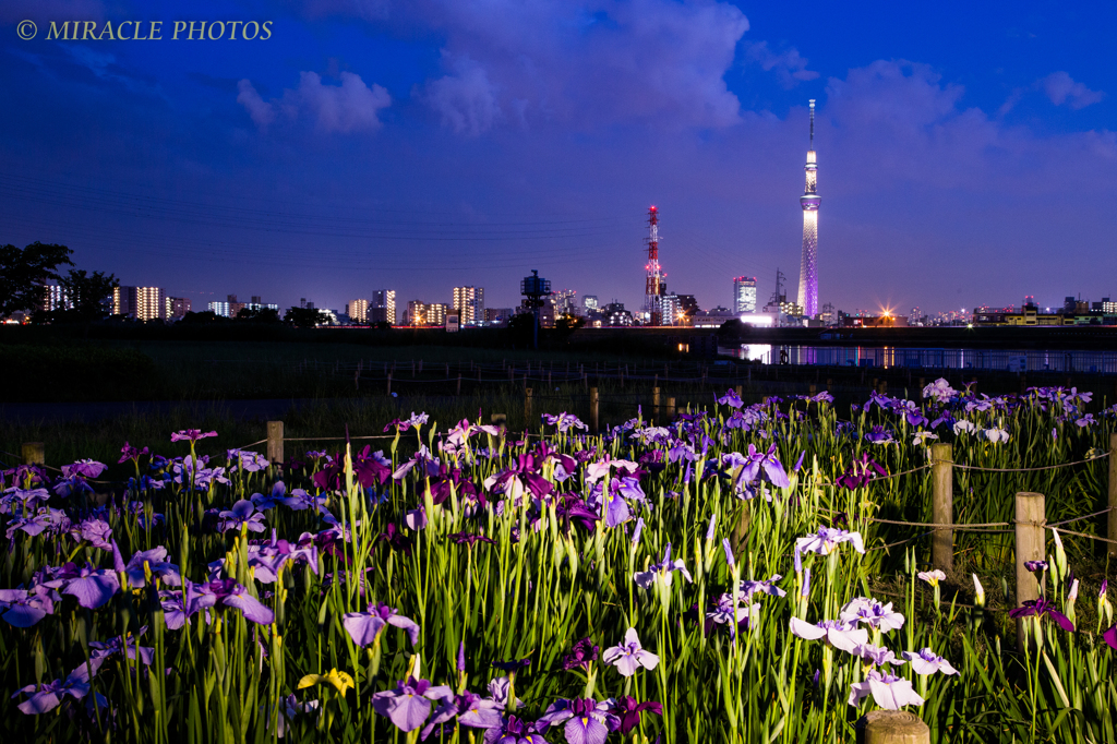 東京スカイツリー「雅」と花菖蒲