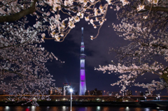 東京スカイツリー「舞」と夜桜