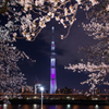 東京スカイツリー「舞」と夜桜