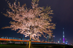 東京スカイツリー「舞」と夜桜ll