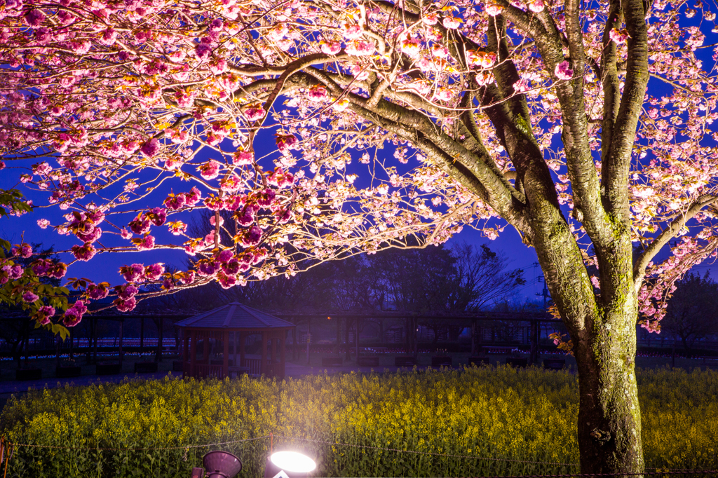 秦野戸川公園 八重桜のライトアップ