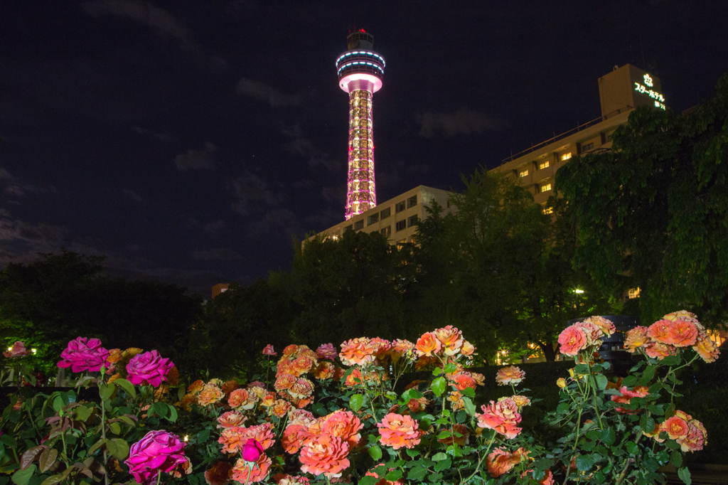 夜薔薇とマリンタワー